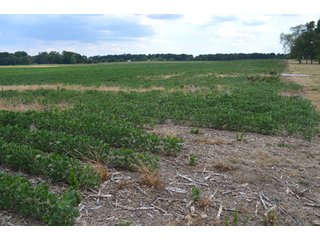 Property photo 3 - 41 +/- Acres Offered in 2 Tracts - Tillable Land & Building Site